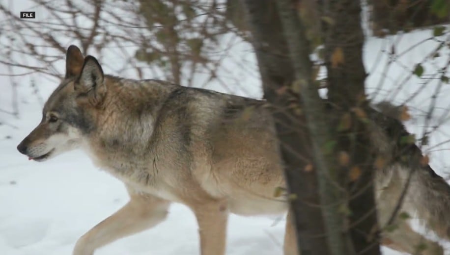 Wisconsin DNR Kills Nine Protected Gray Wolves Citing Human Safety