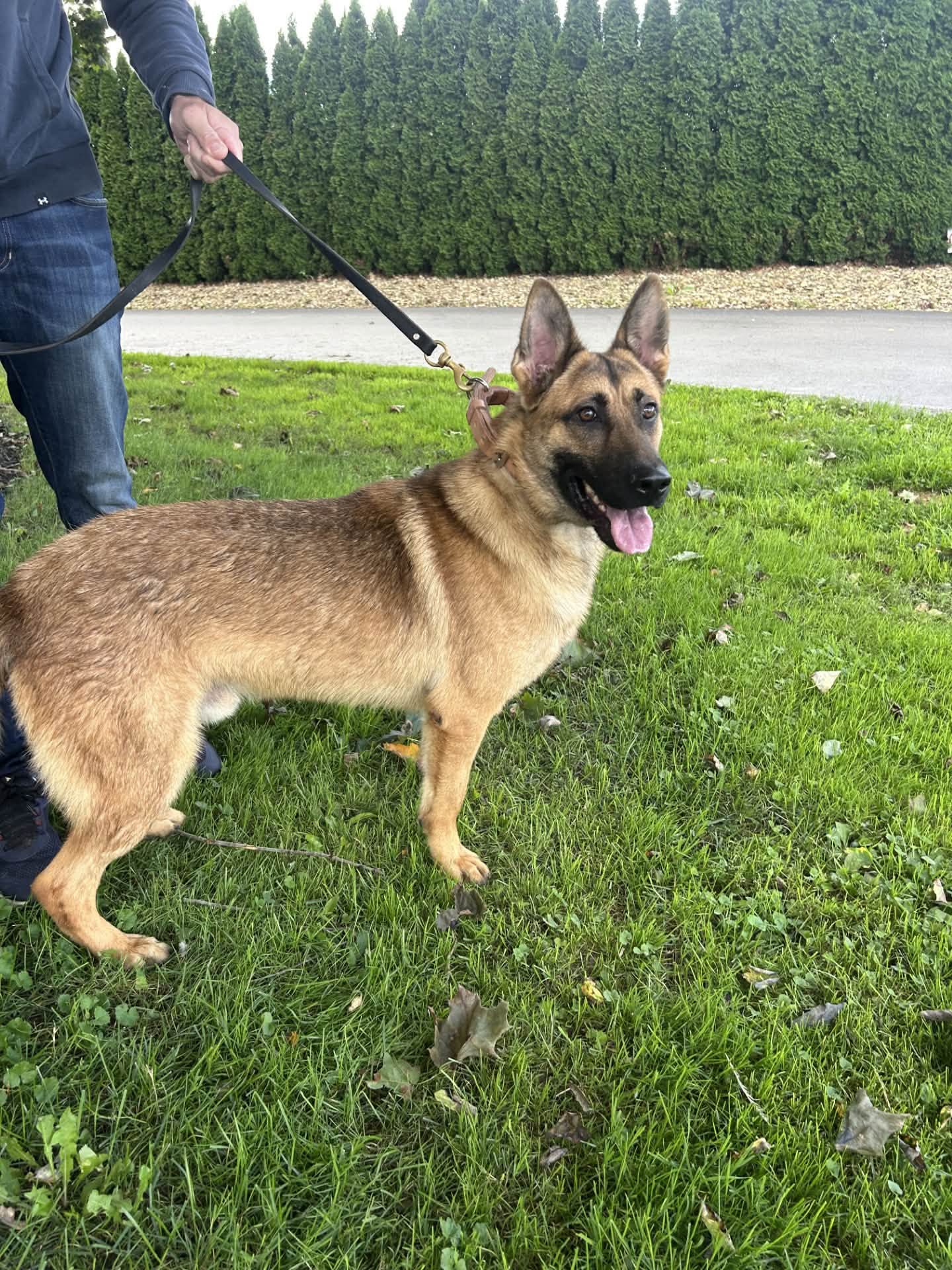 Jefferson County Sheriff’s Office Welcomes New K9 Unit Member, Nordy