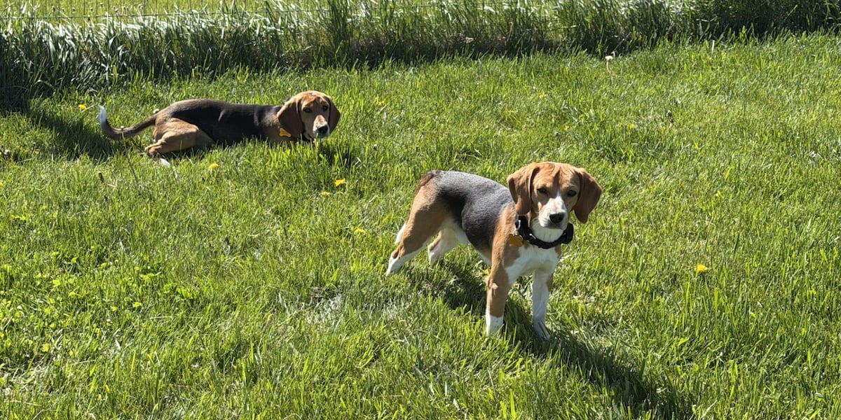 Ridglan Farms dogs begin adjusting to home life in foster care across Wisconsin