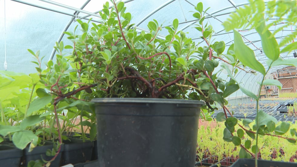 Ten thousand plants from a Dodgeville plant store will be on display at the Obama Presidential...