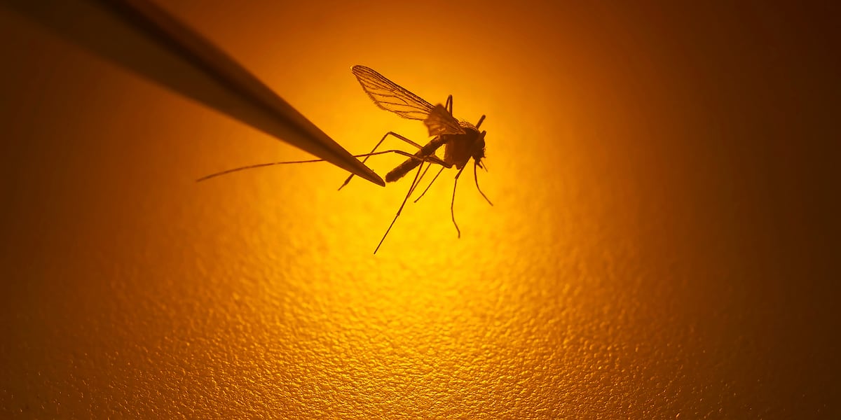 Mosquitoes in Rock County test positive for West Nile virus