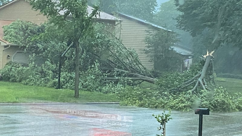 Tree down Wednesday, June 10, far west side of Madison