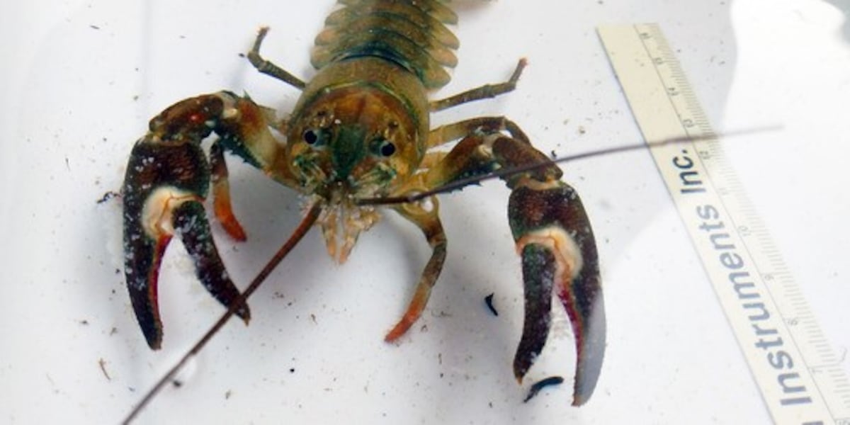 Two companies convicted of shipping invasive crayfish species to Wisconsin