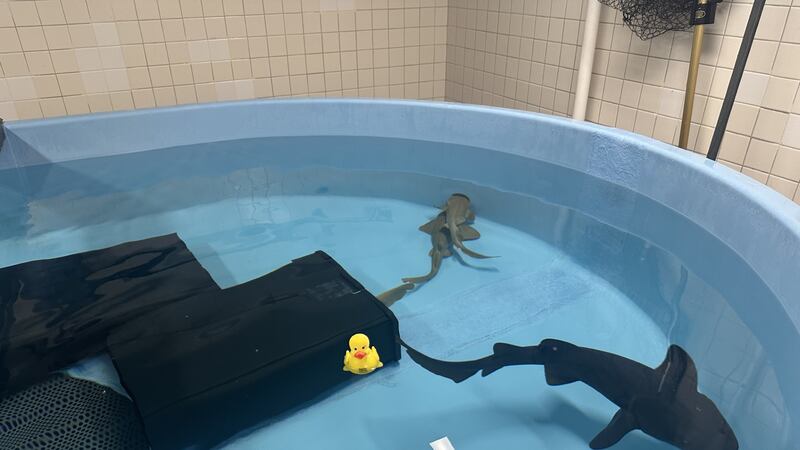 Six nurse sharks are being used for cancer research at UW-Madison.