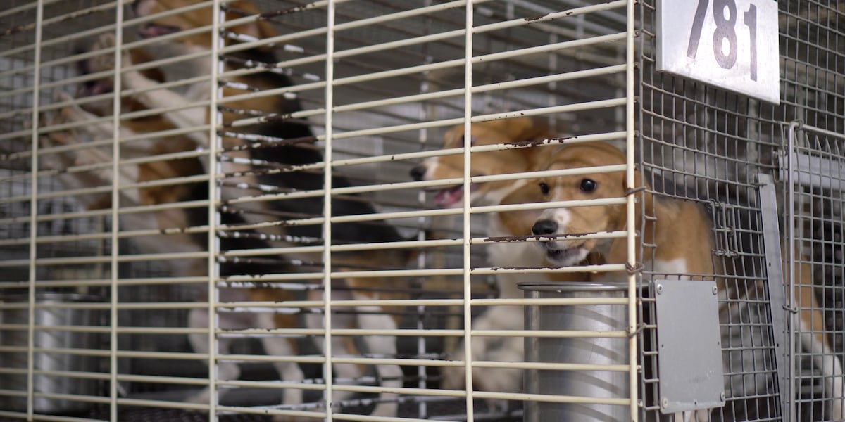 Blue Mounds dog breeder Ridglan Farms facing $55K in fines after inspectors cite 300+ violations