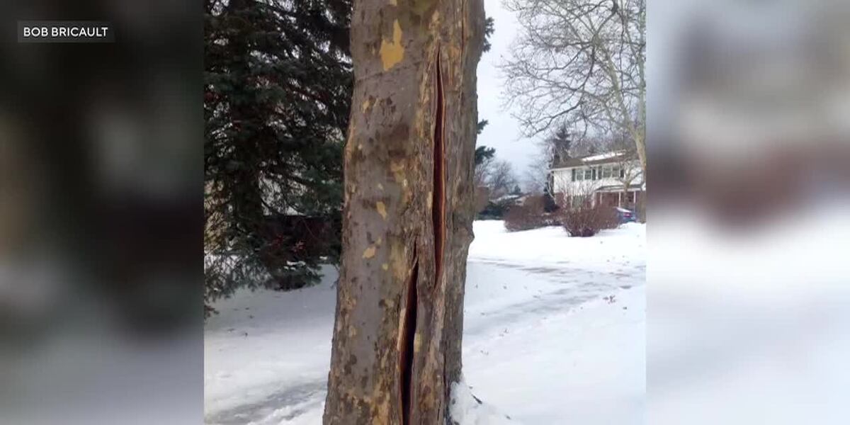 Tree Explosion Map Here’s what happens that could cause trees to ‘explode’ in cold weather