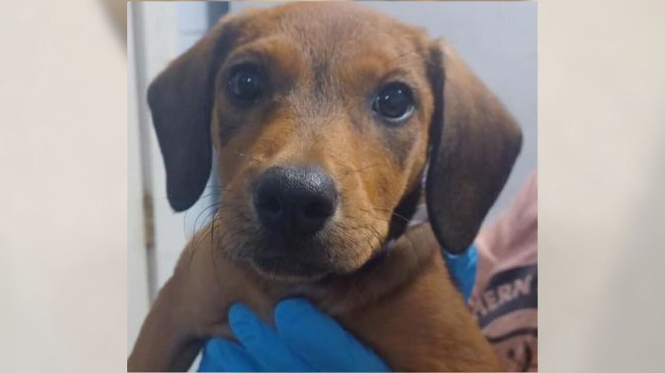 Sweet Rascal Yercaud Pets Pet of the Week: Meet Rascal!