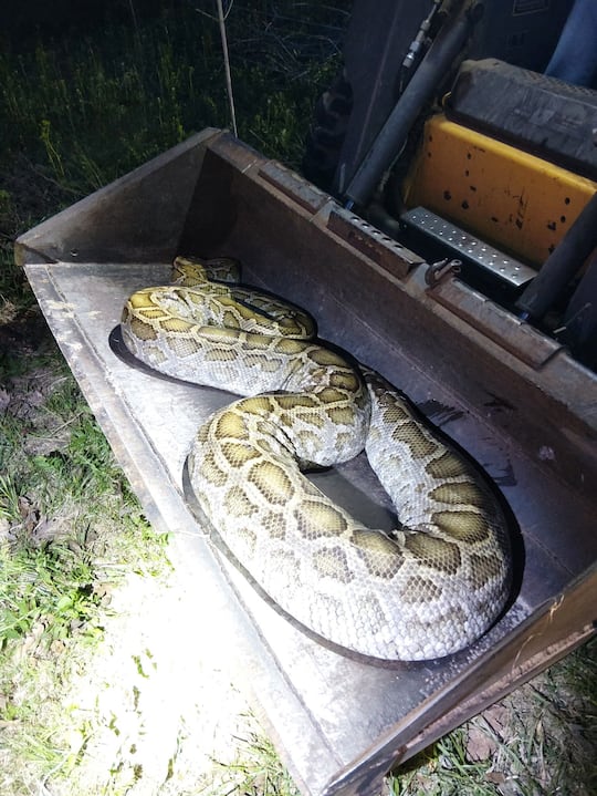 Large dead snake found dumped along Iowa County road; sheriff seeks information