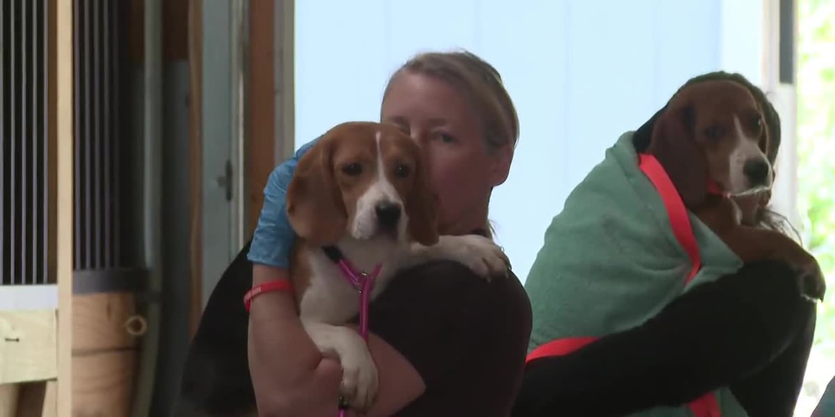 Beagles from Ridglan Farms begin to arrive at Dane County Humane Society