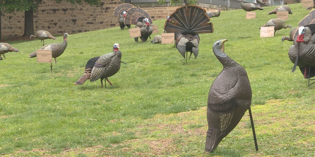 Decoy Turkeys Populate UW-Madison’s Bascom Hill to Celebrate 50 Years of Wild Turkey Reintroduction Decoy Turkeys Populate UW-Madison’s Bascom Hill to Celebrate 50 Years of Wild Turkey Reintroduction