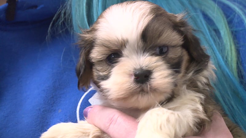 Green County Humane Society needs foster families, donations after more than 50 dogs rescued