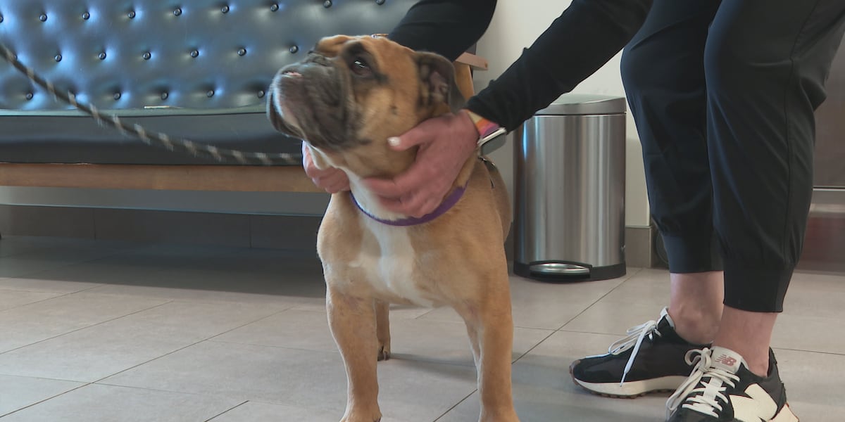 How to keep your pet safe as extreme heat hits Madison