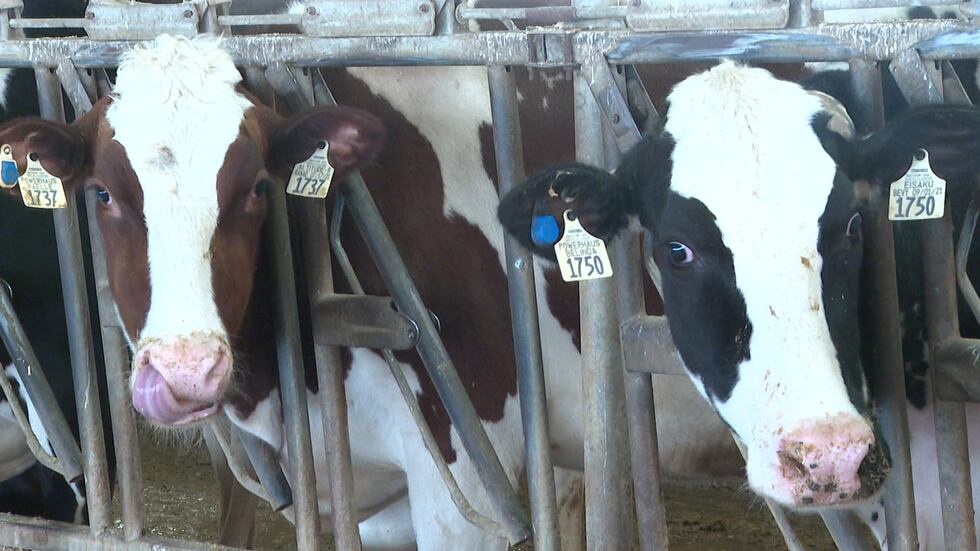 Fennimore farmers work to reduce dairy intolerance through products 5 Milkhaus Dairy in Fennimore