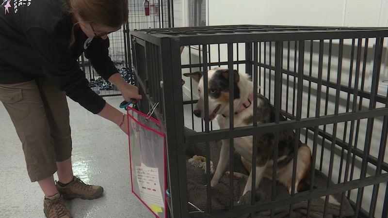 Two people were arrested and almost 400 animals were rescued from a rural property in Juneau...