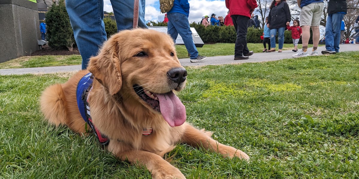 Very First Service Dog First service dog boards Badger Honor Flight to Washington D.C.