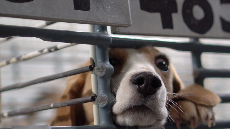 County supervisors push to remove dogs from Blue Mounds breeder during investigations