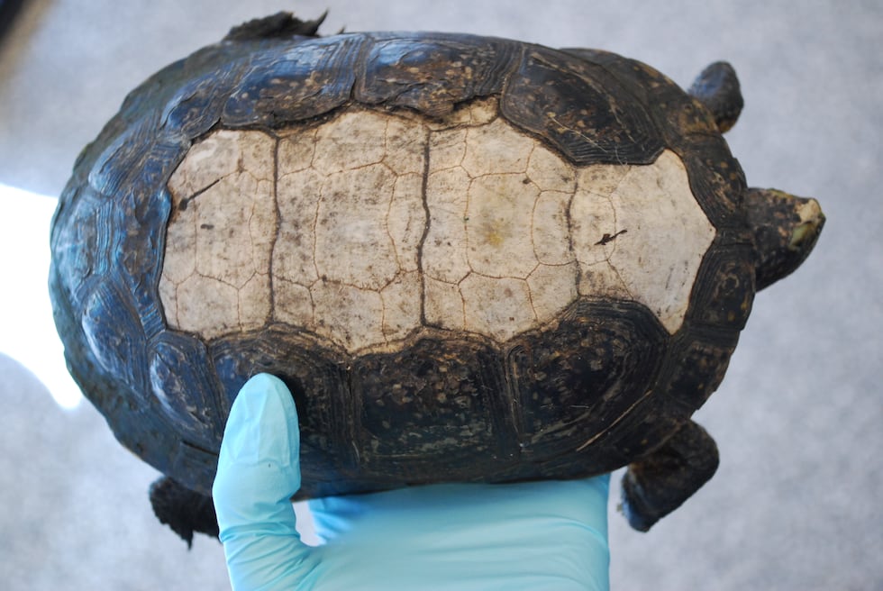 Aff Turtle Blanding’s turtle to be released after 3 years in rehab at DCHS for ...