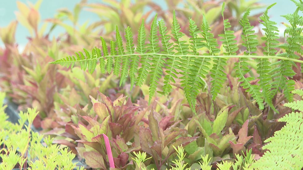 Ten thousand plants from a Dodgeville plant store will be on display at the Obama Presidential...