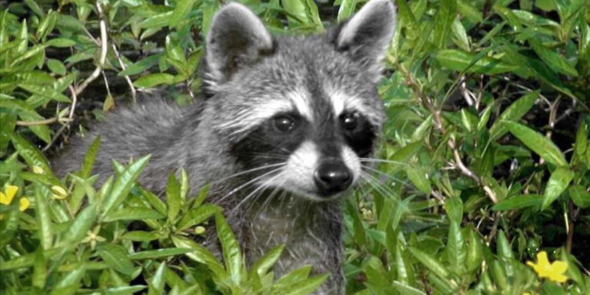 Raccoon causes power outage, leaves 11k people without power